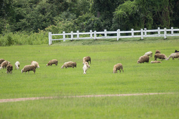sheep in farm with green field