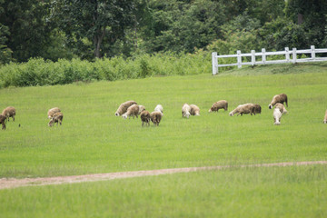 Fototapeta premium sheep in farm with green field
