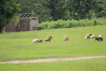 sheep in farm with green field