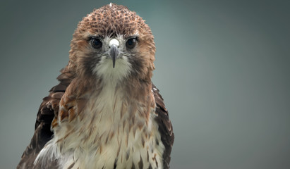 Red tailed hawk looking directly at me. 