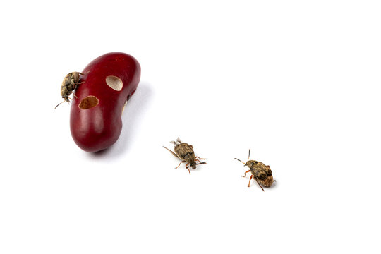 Bean weevils with damaged beans