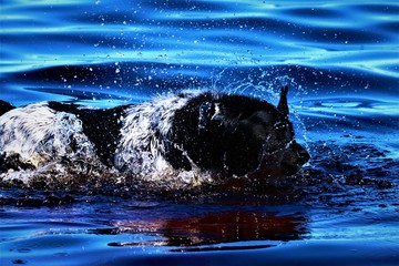 dog shaking off water 