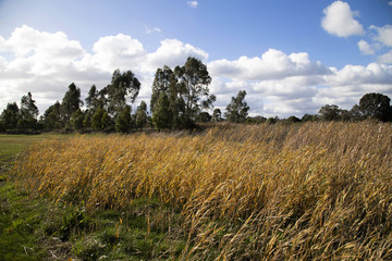 Fototapeta premium Agriculture Farm Landscape