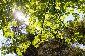 Fototapeta premium Green leaves of trees in the sun