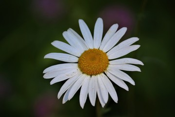 Fototapeta premium white daisy flower