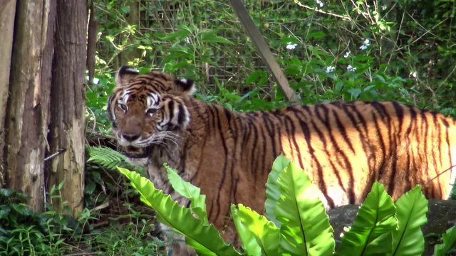 4K, Bengal tiger walking in the forest between trees at zoo. Asiatic Panthera tigris tigris in nature wildlife at a reserve. Tigress is a species living in tropical forest habitats of Asia-Dan