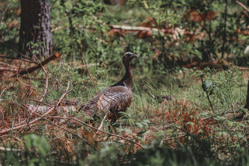 Turkey hen 