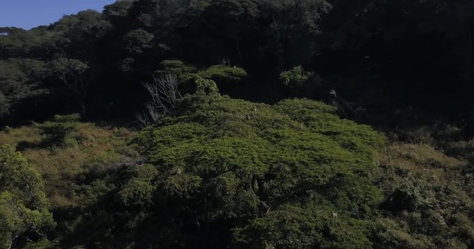 Aerial footage of a troop of Chacma baboons feeding in an Acacia tree on a mountain side