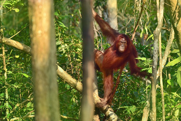 Orangutan (orang-utan) in his natural environment in the rainforest on Borneo (Kalimantan) island with trees and palms behind.