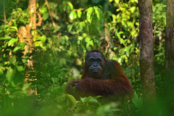 Orangutan (orang-utan) in his natural environment in the rainforest on Borneo (Kalimantan) island with trees and palms behind.