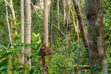 Orangutan (orang-utan) in his natural environment in the rainforest on Borneo (Kalimantan) island with trees and palms behind.