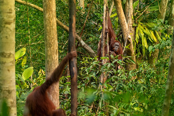 Fototapeta premium Orangutan (orang-utan) in his natural environment in the rainforest on Borneo (Kalimantan) island with trees and palms behind.