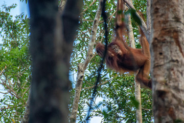 Orangutan (orang-utan) in his natural environment in the rainforest on Borneo (Kalimantan) island with trees and palms behind.