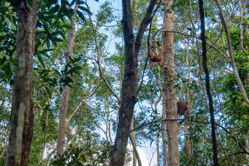 Fototapeta premium Orangutan (orang-utan) in his natural environment in the rainforest on Borneo (Kalimantan) island with trees and palms behind.