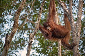 Orangutan (orang-utan) in his natural environment in the rainforest on Borneo (Kalimantan) island with trees and palms behind.