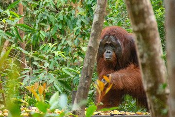 Orangutan (orang-utan) in his natural environment in the rainforest on Borneo (Kalimantan) island with trees and palms behind.
