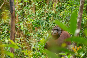 Orangutan (orang-utan) in his natural environment in the rainforest on Borneo (Kalimantan) island with trees and palms behind.