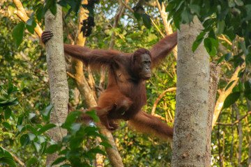 Mother Orangutan (orang-utan) with small baby in his natural environment in the rainforest on Borneo (Kalimantan) island with trees and palms behind.