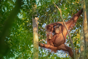 Mother Orangutan (orang-utan) with small baby in his natural environment in the rainforest on...