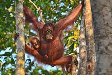 Mother Orangutan (orang-utan) with small baby in his natural environment in the rainforest on...