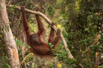Orangutan (orang-utan) in his natural environment in the rainforest on Borneo (Kalimantan) island with trees and palms behind.