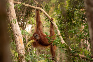Fototapeta premium Orangutan (orang-utan) in his natural environment in the rainforest on Borneo (Kalimantan) island with trees and palms behind.