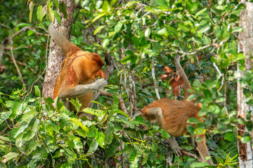  Proboscis monkey (Nasalis larvatus) - long-nosed monkey (dutch monkey) in his natural environment in the rainforest on Borneo (Kalimantan) island with trees and palms behind
