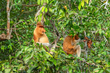 Proboscis monkey (Nasalis larvatus) - long-nosed monkey (dutch monkey) in his natural environment in the rainforest on Borneo (Kalimantan) island with trees and palms behind