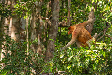  Proboscis monkey (Nasalis larvatus) - long-nosed monkey (dutch monkey) in his natural environment in the rainforest on Borneo (Kalimantan) island with trees and palms behind