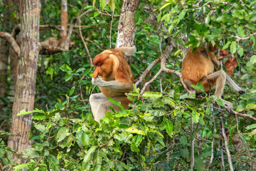  Proboscis monkey (Nasalis larvatus) - long-nosed monkey (dutch monkey) in his natural environment in the rainforest on Borneo (Kalimantan) island with trees and palms behind