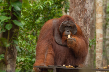 Orangutan (orang-utan) in his natural environment in the rainforest on Borneo (Kalimantan) island with trees and palms behind.