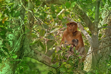 Mother Proboscis monkey (Nasalis larvatus) - long-nosed monkey (dutch monkey) with small baby in his natural environment in the rainforest on Borneo (Kalimantan) island with trees and palms behind