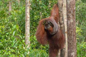 Orangutan (orang-utan) in his natural environment in the rainforest on Borneo (Kalimantan) island with trees and palms behind.