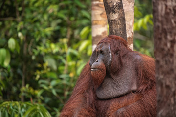 Orangutan (orang-utan) in his natural environment in the rainforest on Borneo (Kalimantan) island with trees and palms behind.