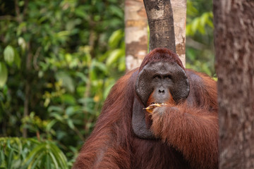 Orangutan (orang-utan) in his natural environment in the rainforest on Borneo (Kalimantan) island with trees and palms behind.