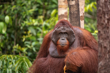 Orangutan (orang-utan) in his natural environment in the rainforest on Borneo (Kalimantan) island with trees and palms behind.