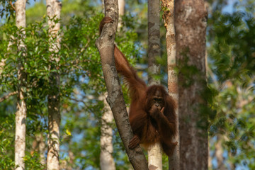 Orangutan (orang-utan) in his natural environment in the rainforest on Borneo (Kalimantan) island with trees and palms behind.