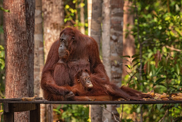 Orangutan (orang-utan) in his natural environment in the rainforest on Borneo (Kalimantan) island with trees and palms behind.