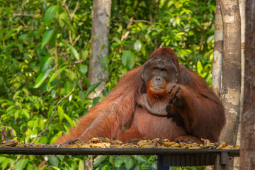 Orangutan (orang-utan) in his natural environment in the rainforest on Borneo (Kalimantan) island with trees and palms behind.