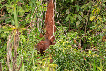 Orangutan (orang-utan) in his natural environment in the rainforest on Borneo (Kalimantan) island with trees and palms behind.