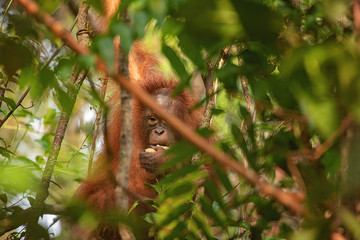 Orangutan (orang-utan) in his natural environment in the rainforest on Borneo (Kalimantan) island with trees and palms behind.