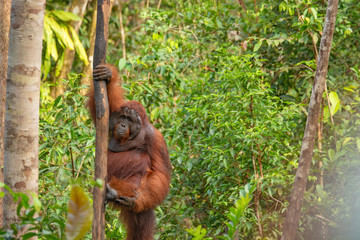 Orangutan (orang-utan) in his natural environment in the rainforest on Borneo (Kalimantan) island with trees and palms behind.