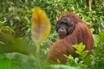 Orangutan (orang-utan) in his natural environment in the rainforest on Borneo (Kalimantan) island with trees and palms behind.
