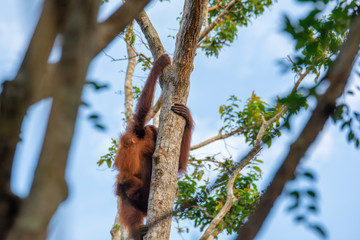 Orangutan (orang-utan) in his natural environment in the rainforest on Borneo (Kalimantan) island with trees and palms behind.