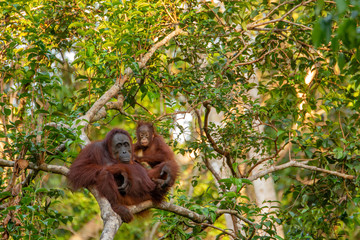 Orangutan (orang-utan) in his natural environment in the rainforest on Borneo (Kalimantan) island with trees and palms behind.