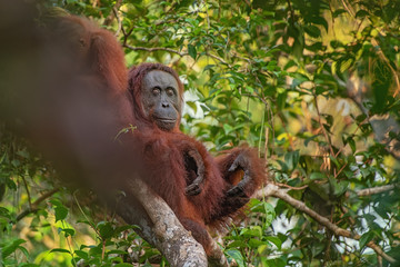 Orangutan (orang-utan) in his natural environment in the rainforest on Borneo (Kalimantan) island with trees and palms behind.