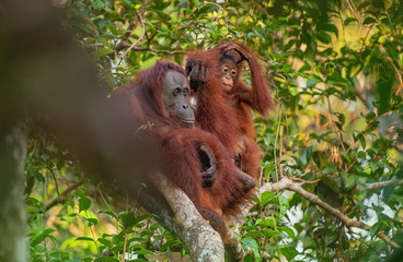 Orangutan (orang-utan) in his natural environment in the rainforest on Borneo (Kalimantan) island with trees and palms behind.