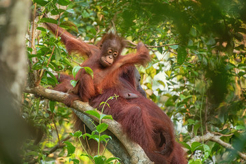 Obraz premium Orangutan (orang-utan) in his natural environment in the rainforest on Borneo (Kalimantan) island with trees and palms behind.