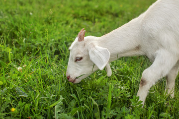 Young goat kid grazing on the grass.