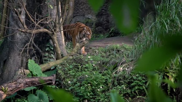 Bengal tiger walking in the forest between trees at zoo. Asiatic Panthera tigris tigris in nature wildlife at a reserve. Tigress is a species living in tropical forest habitats of Asia-Dan